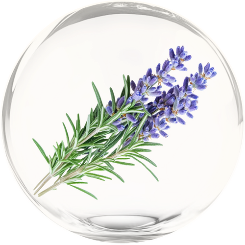 Rosemary