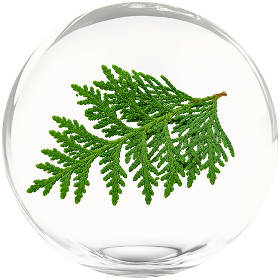 Thuja leaf in a clear bubble
